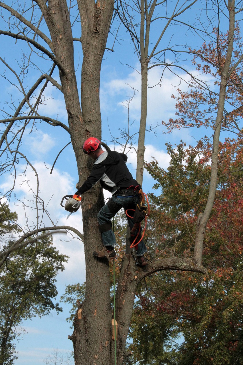 expert tree cutting